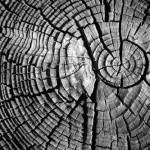 Tree Rings